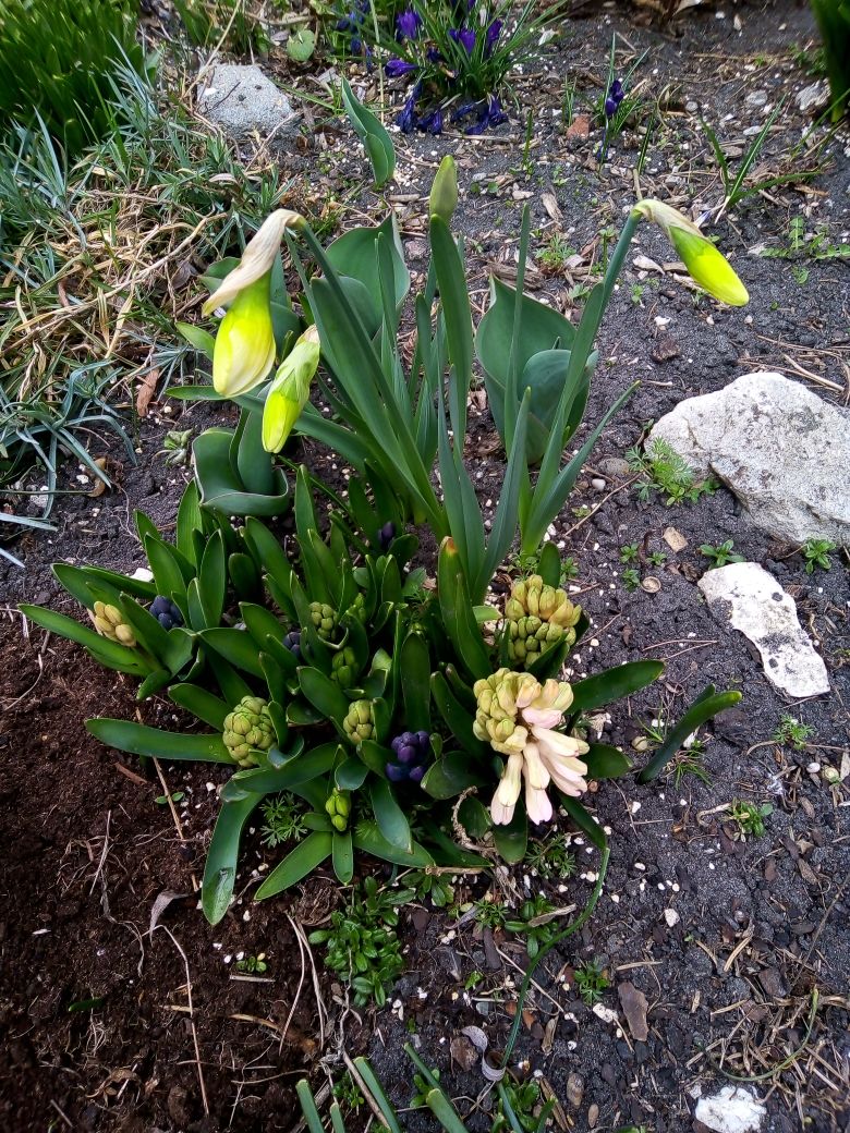 Wiosna w ogrodzie 6 (1)